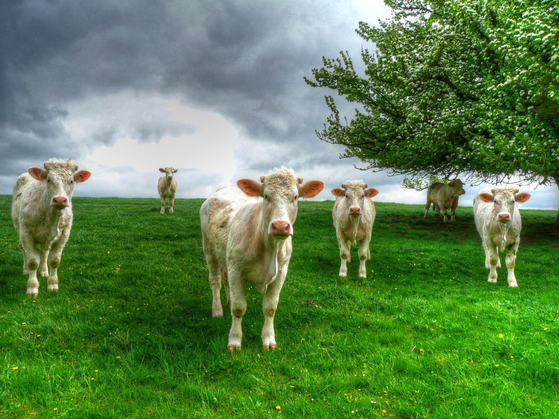 Белые коровы пасутся на зеленом лугу