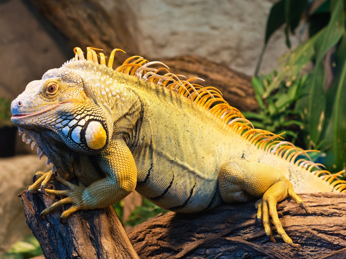 Большая игуана сидит на дереве