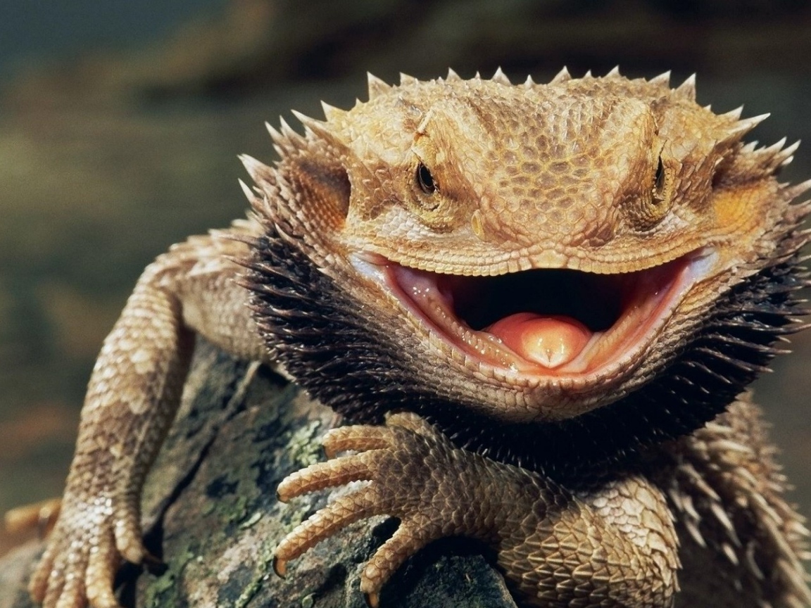 Бородатая ящерица с открытым ртом