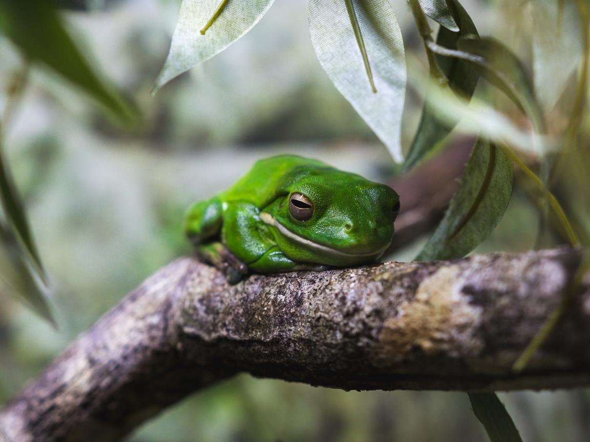 Зеленая лягушка на дереве 