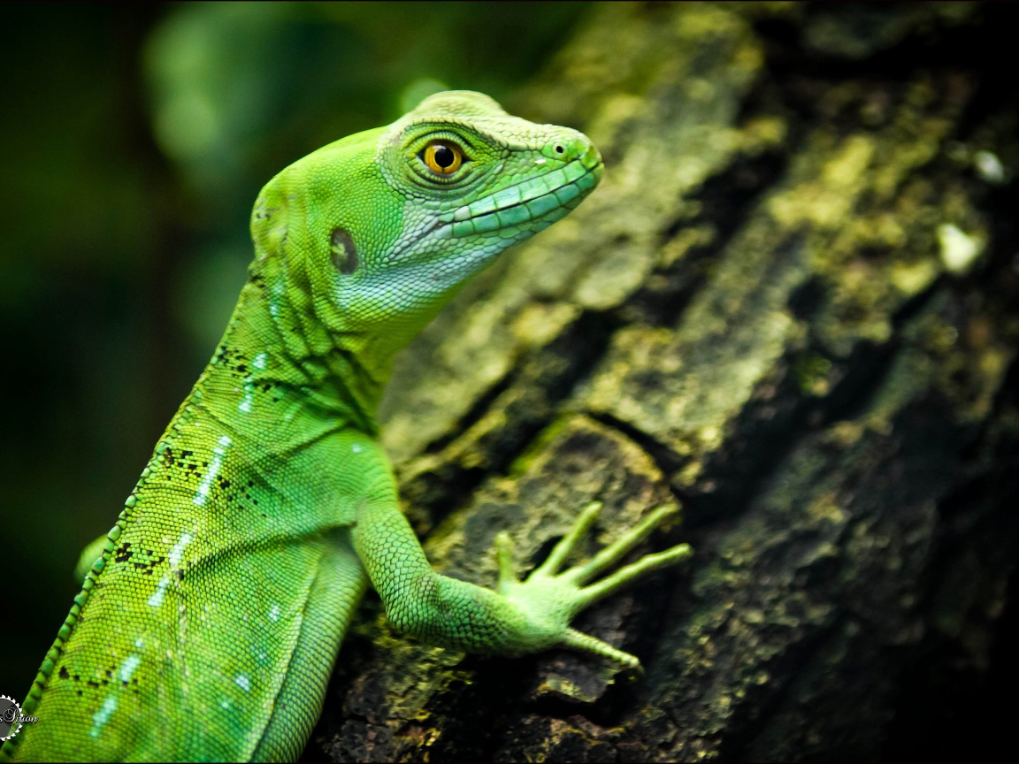 Зеленая ящерица с желтыми глазами на дереве 