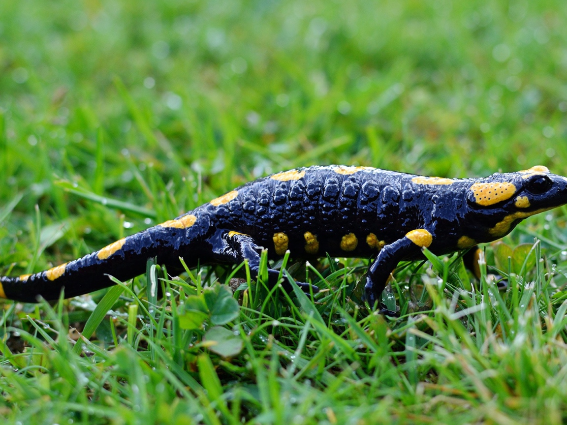 Саламандра на мокрой зеленой траве 