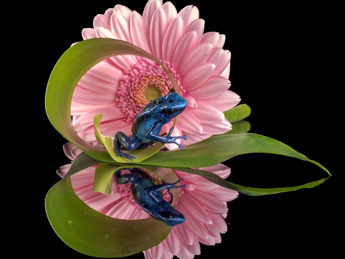 Синяя лягушка и герберы отражены в зеркальной поверхности стола