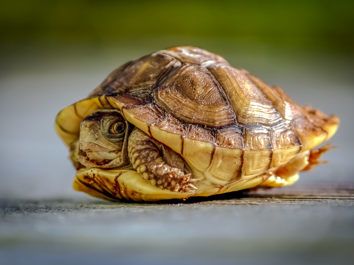 Черепаха спряталась в панцире крупным планом