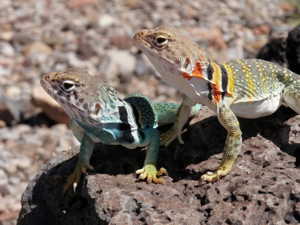 Две ошейниковые пустынные игуаны на камне 