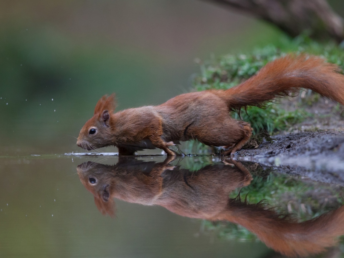 Маленькая рыжая белка у воды 