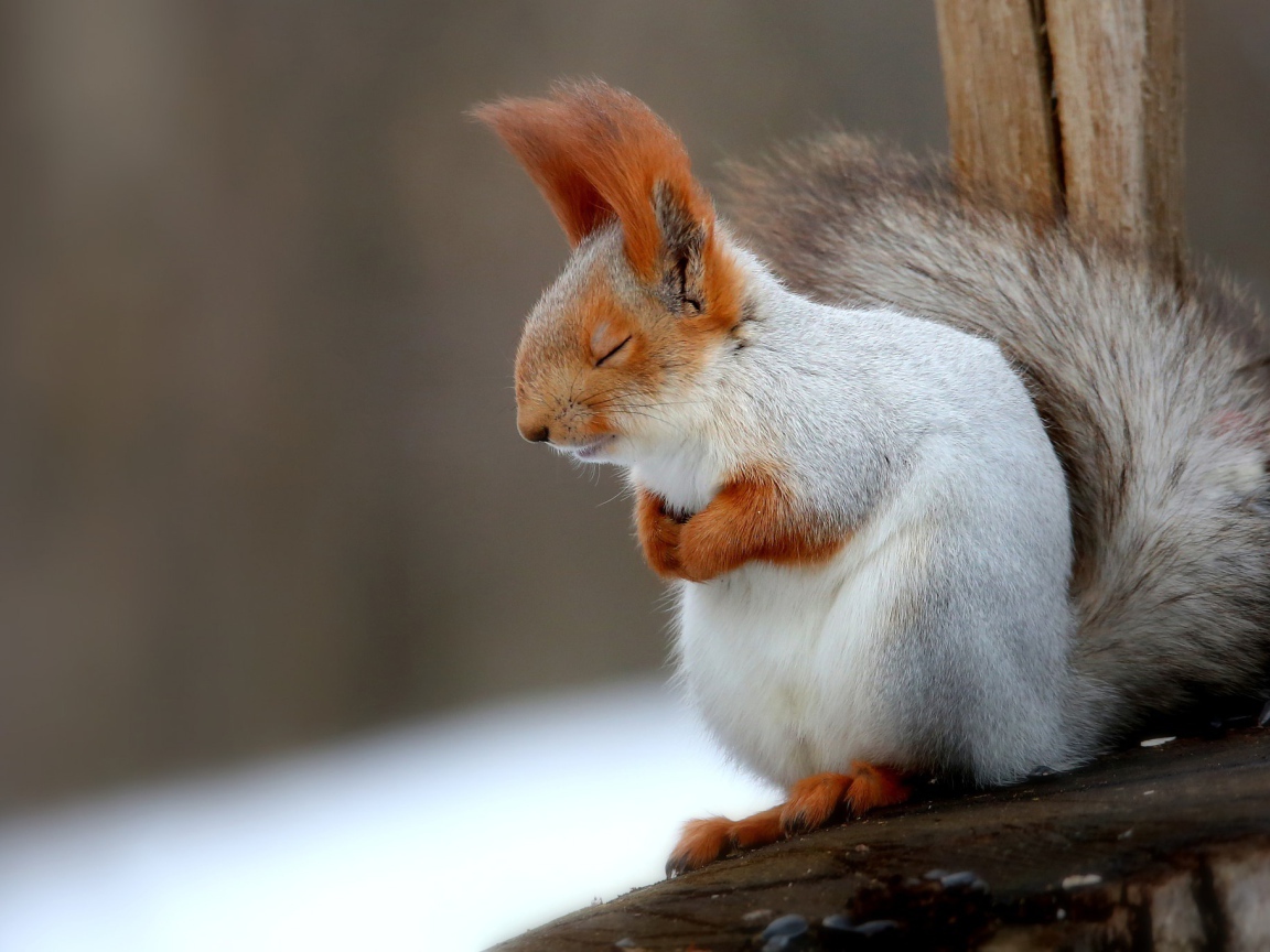 Fluffy gray squirrel sleeping on a branch