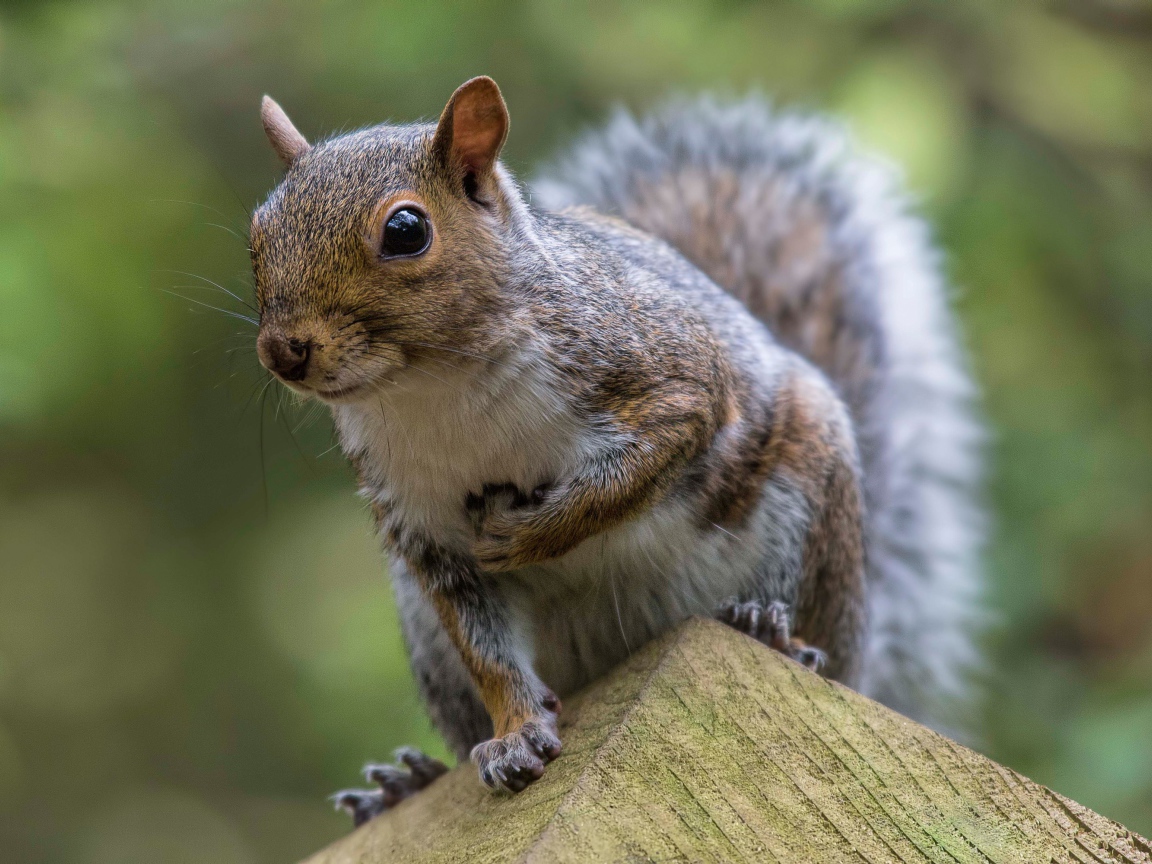 Забавная любопытная белка крупным планом