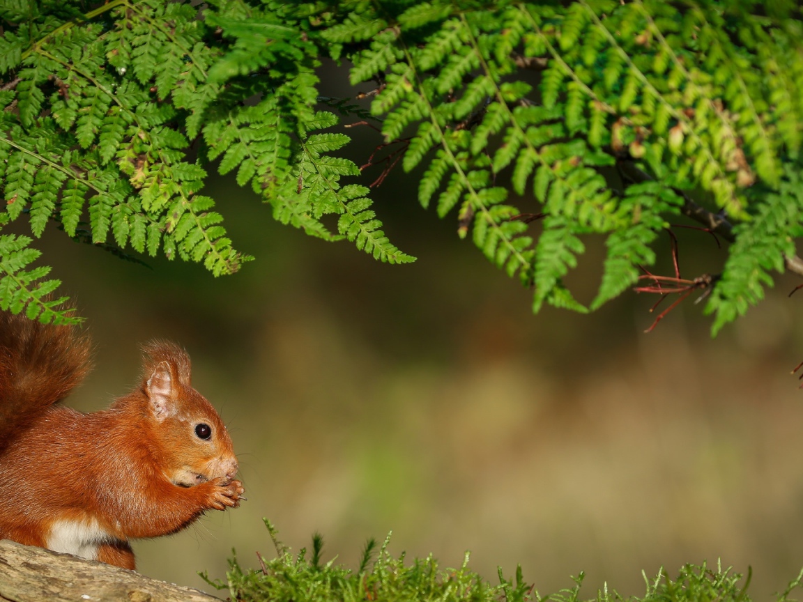 Рыжая белка сидит под зеленой веткой
