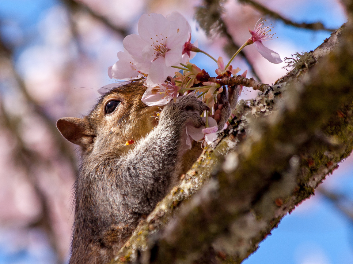 Squirrel sniffing a spring flower on a tree