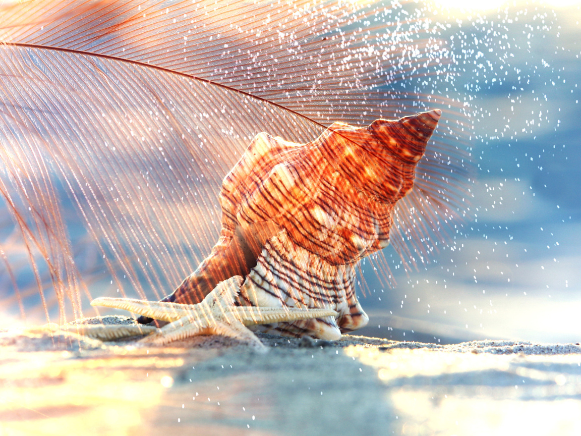 Ракушка и морская звезда лежат на белом песке