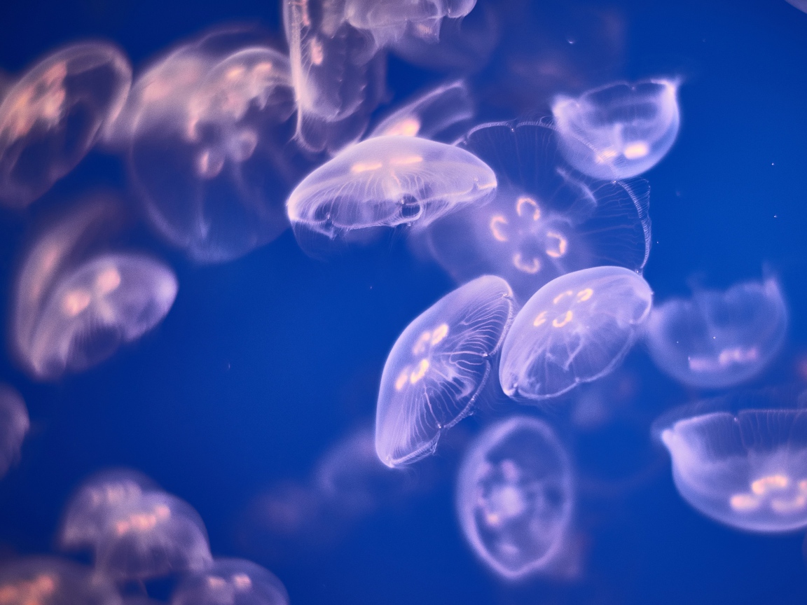 Медузы Аурелии  в воде 