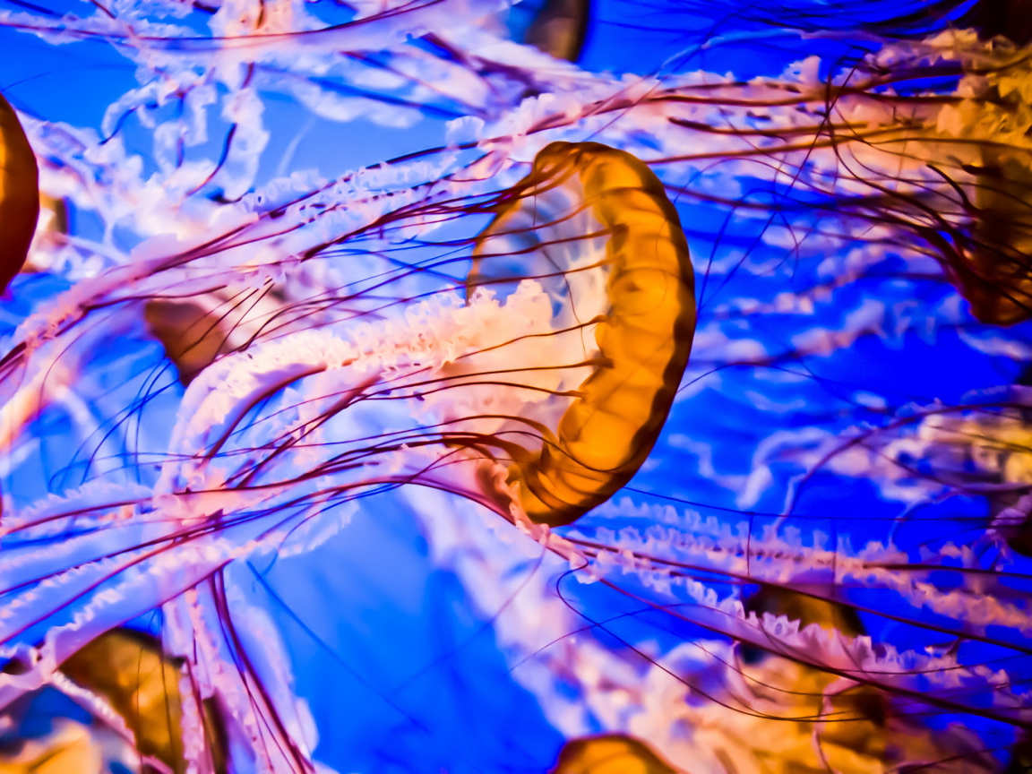 Разноцветные медузы под водой крупным планом