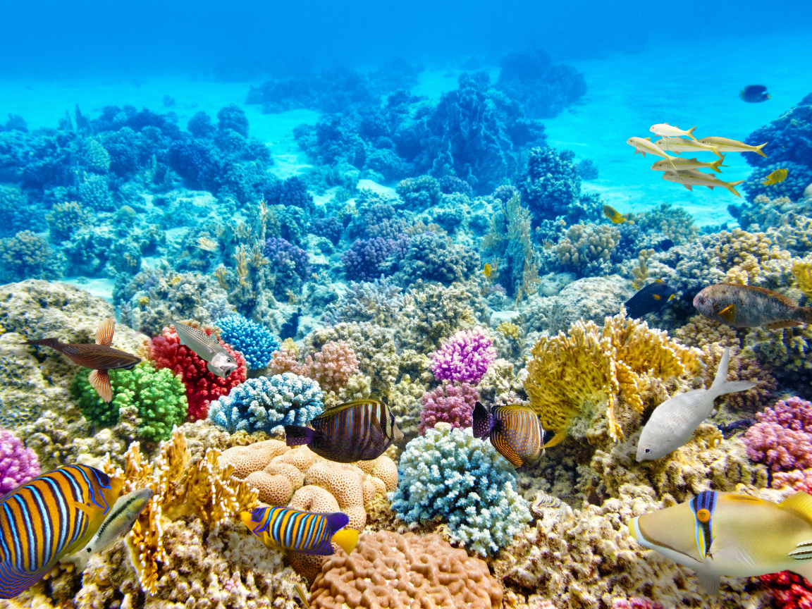 Разноцветные морские рыбы и кораллы под водой
