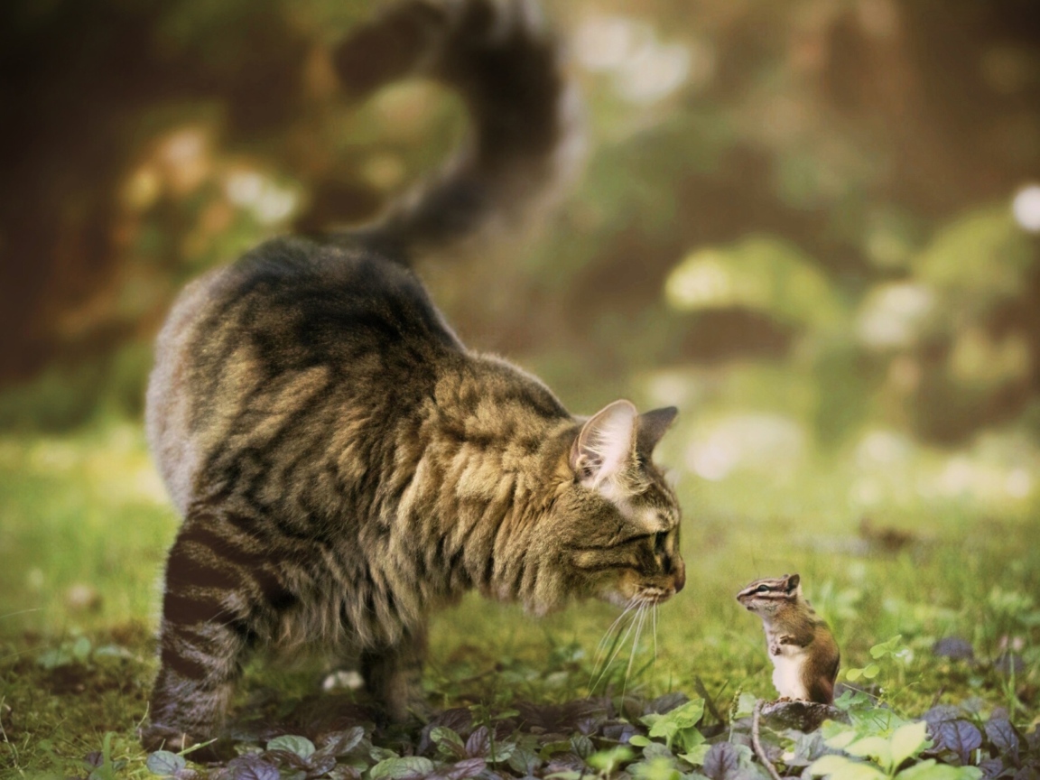Кошка и бурундук знакомятся в саду