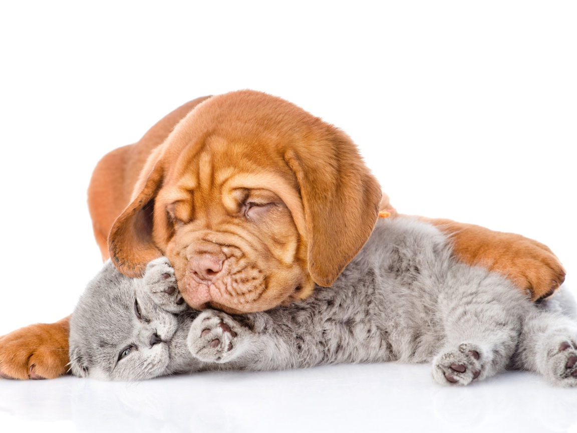 Милый щенок спит с серым котенком на белом фоне