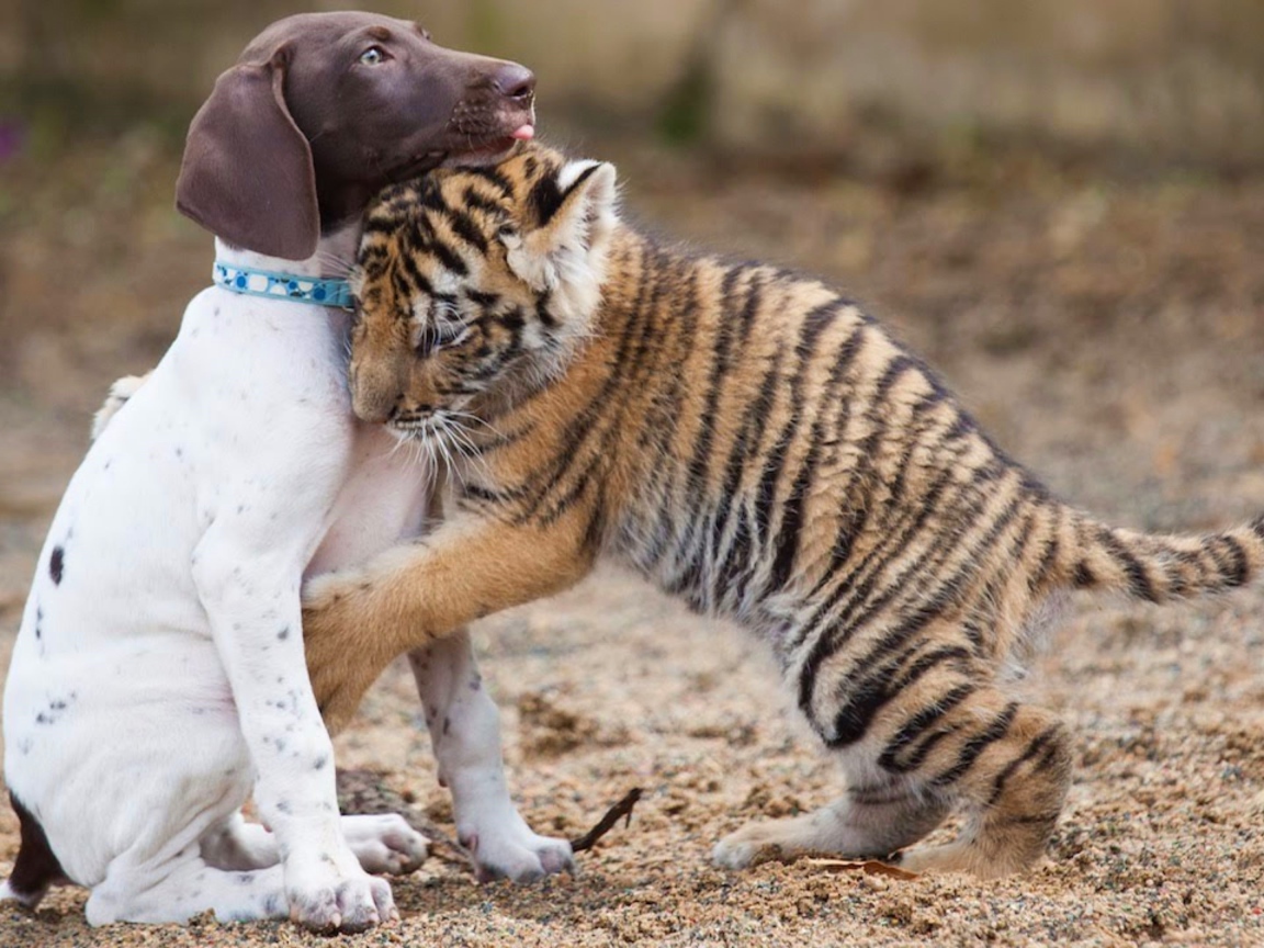 Маленький щенок и тигренок обнимаются