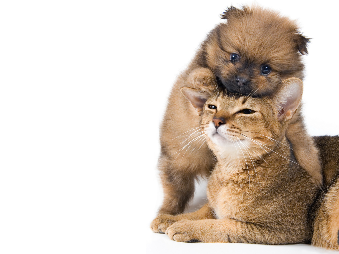 Маленький щенок играет с котом на белом фоне 