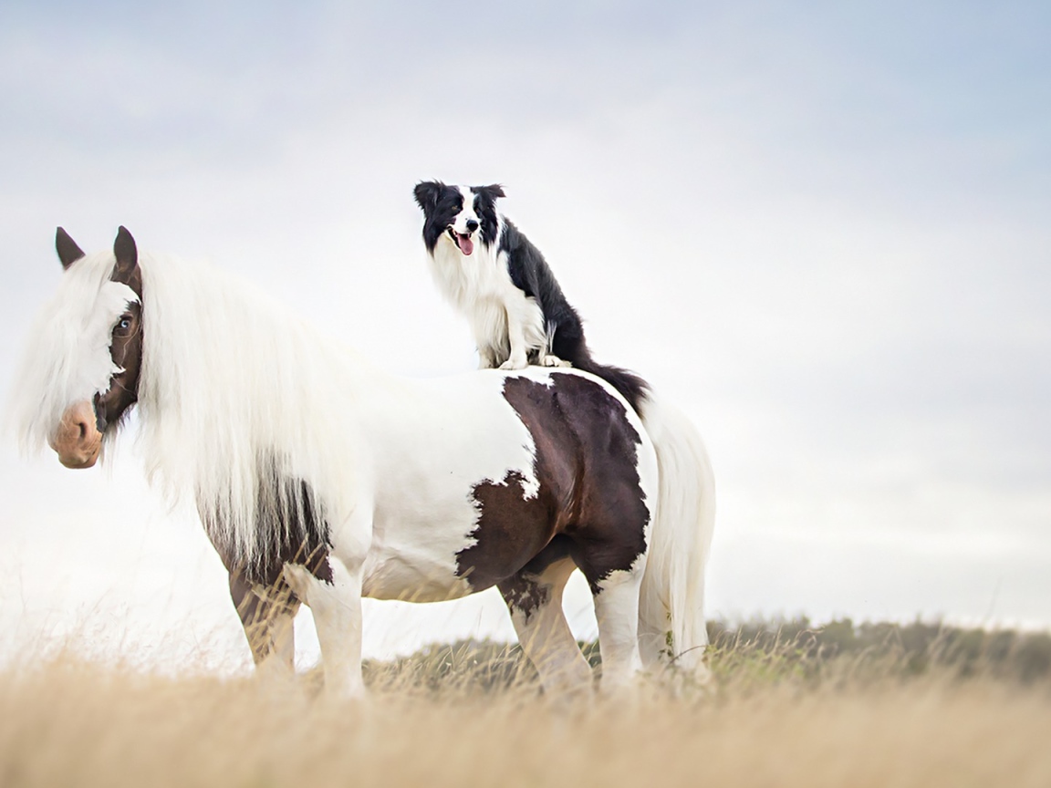 Собака сидит верхом на лошади 