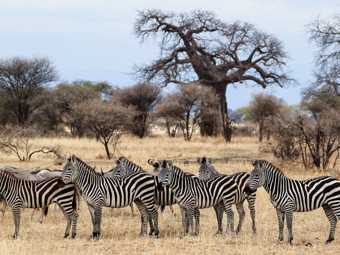 Стадо зебр пасется в африканской саванне