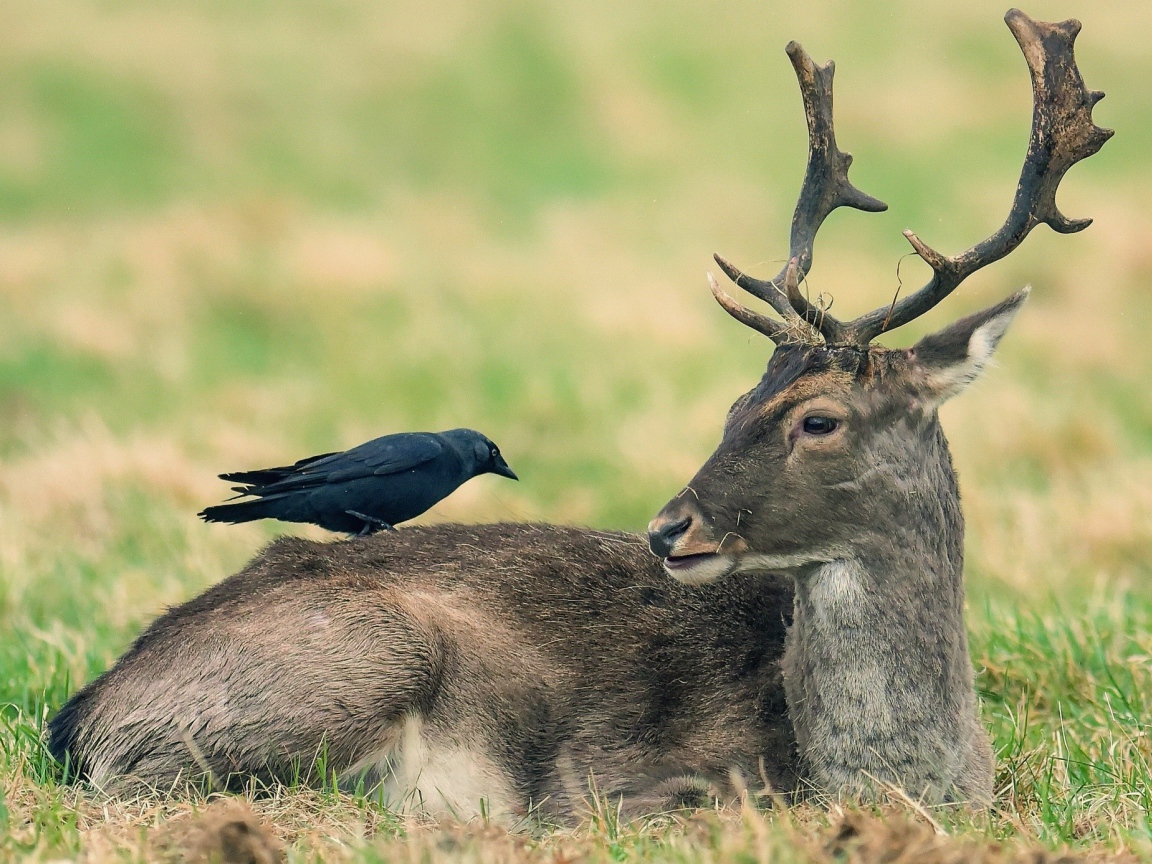 Ворон сидит на лесном олене 