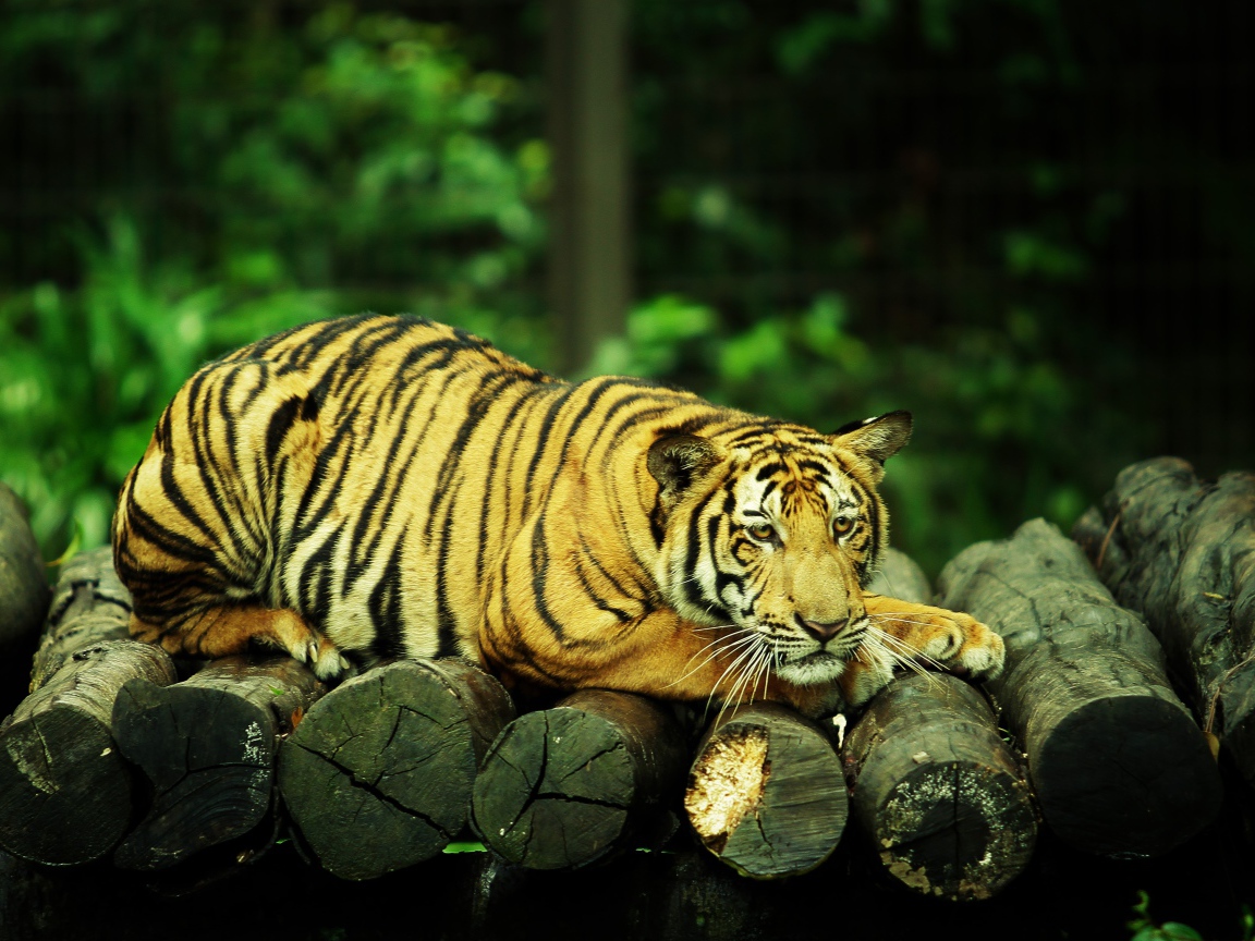 Большой грустный тигр лежит на бревнах 