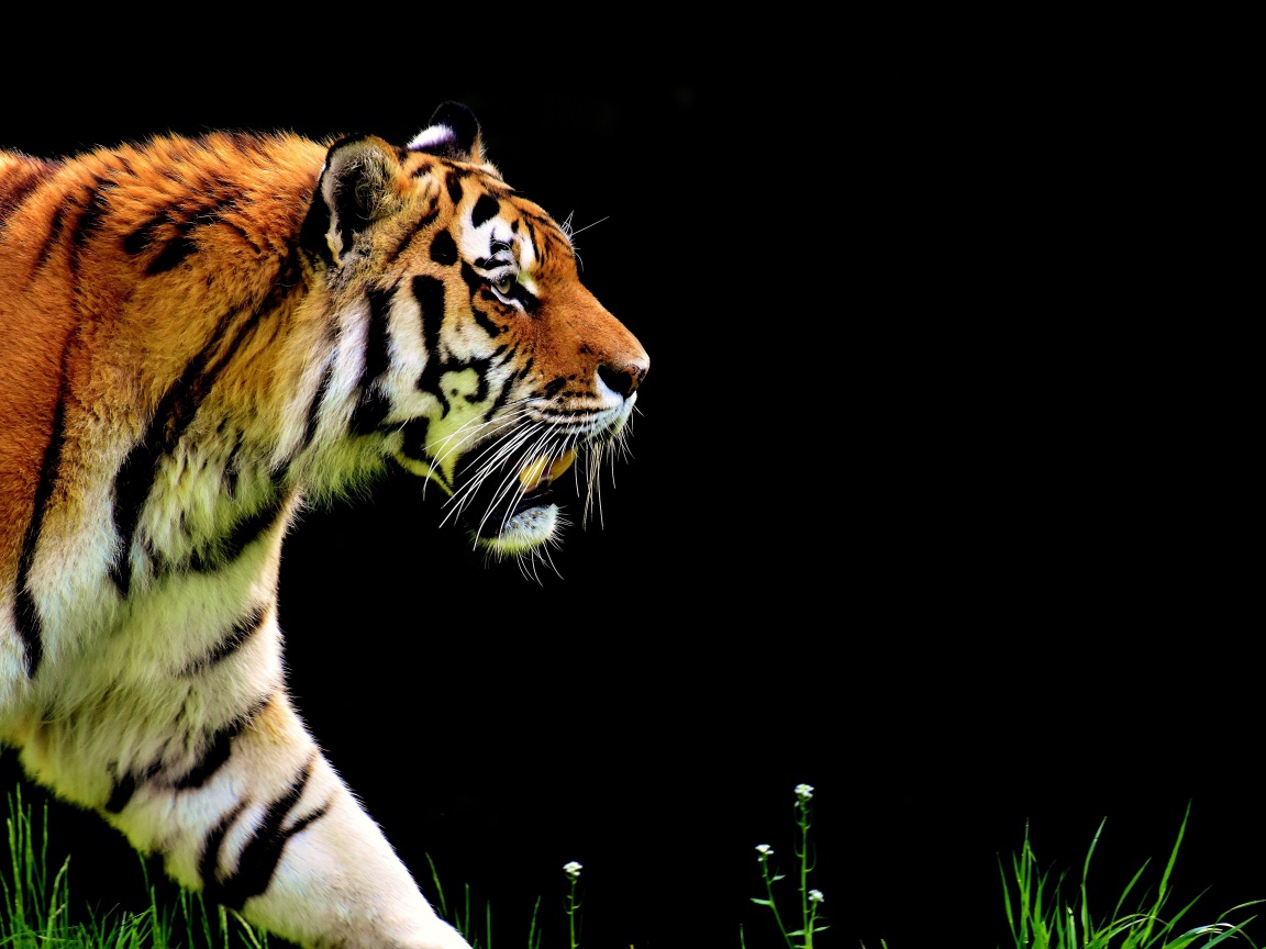 Большой тигр крадется на черном фоне