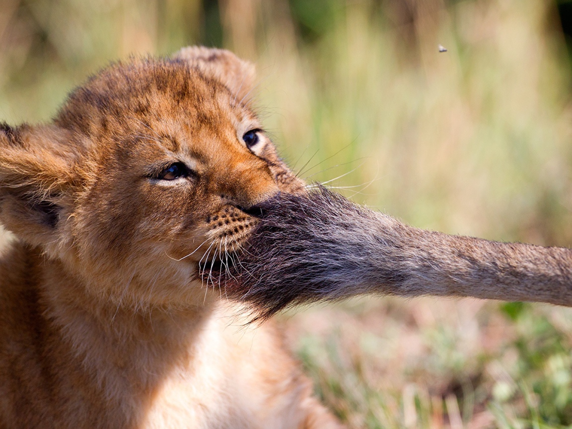 Маленький львенок играет с хвостом львицы