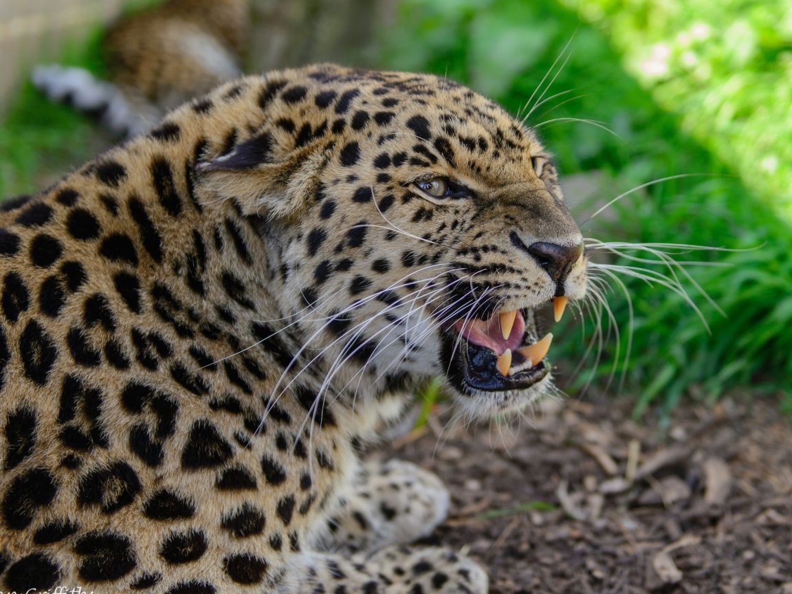 Агрессивный оскал леопарда