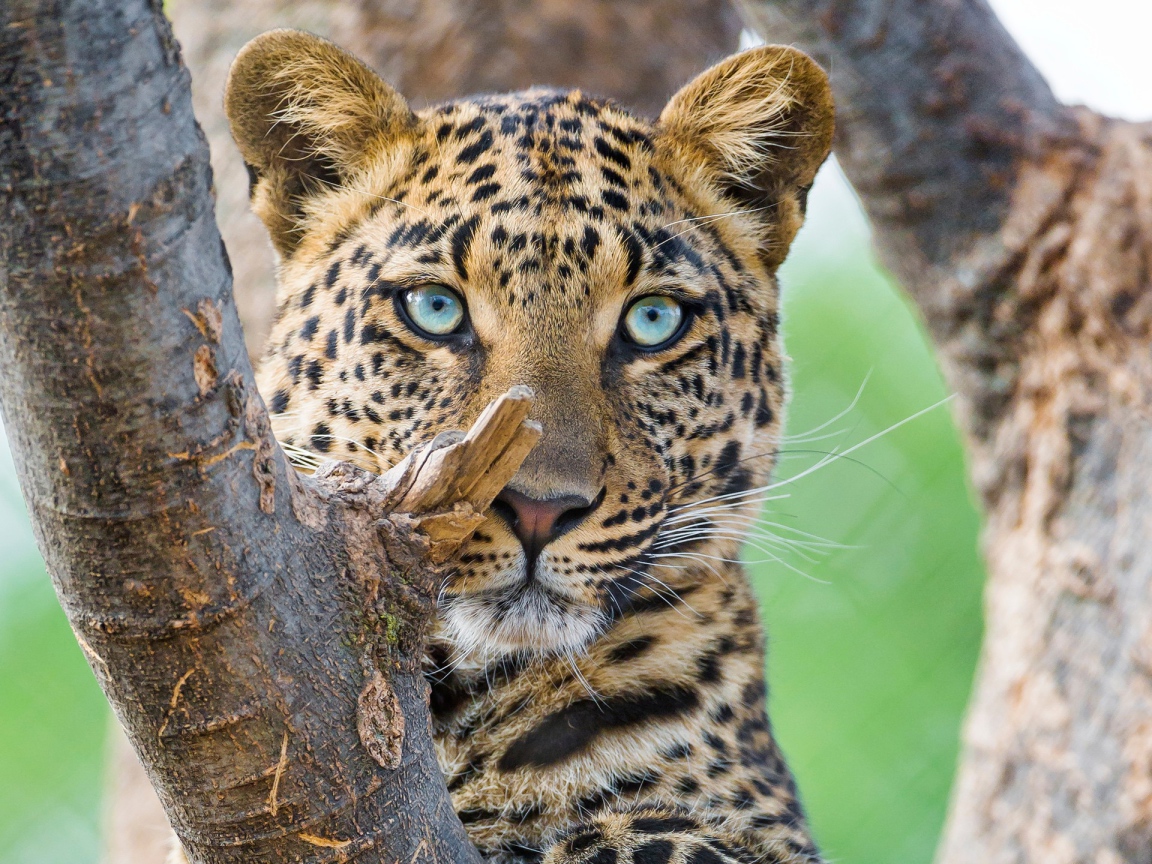 Красивый голубоглазый леопард 