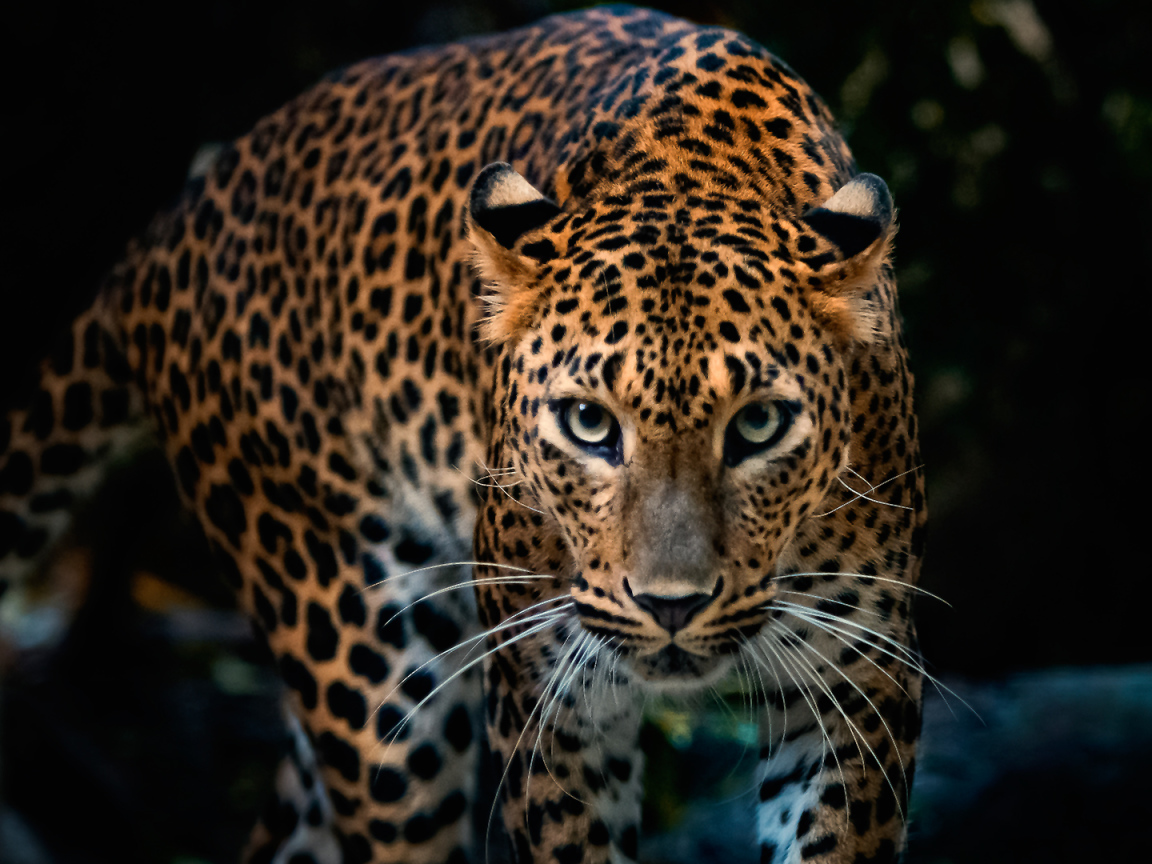 Красивый грациозный ягуар 