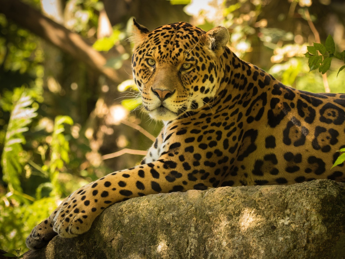 Большой красивый ягуар отдыхает на камне 