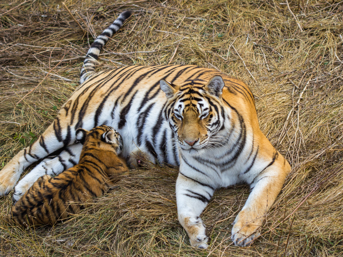 Большая красивая тигрица с детенышем