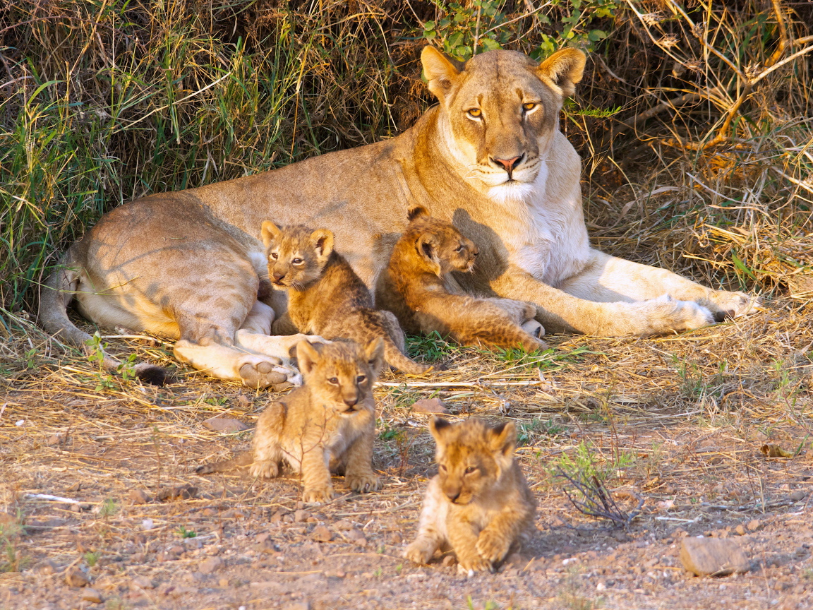 Большая львица с маленькими забавными львятами