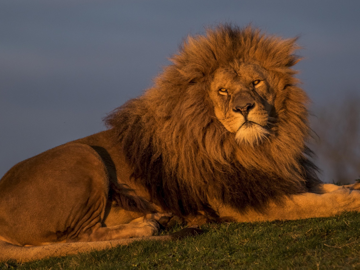 Большой серьезный лев лежит на зеленой траве