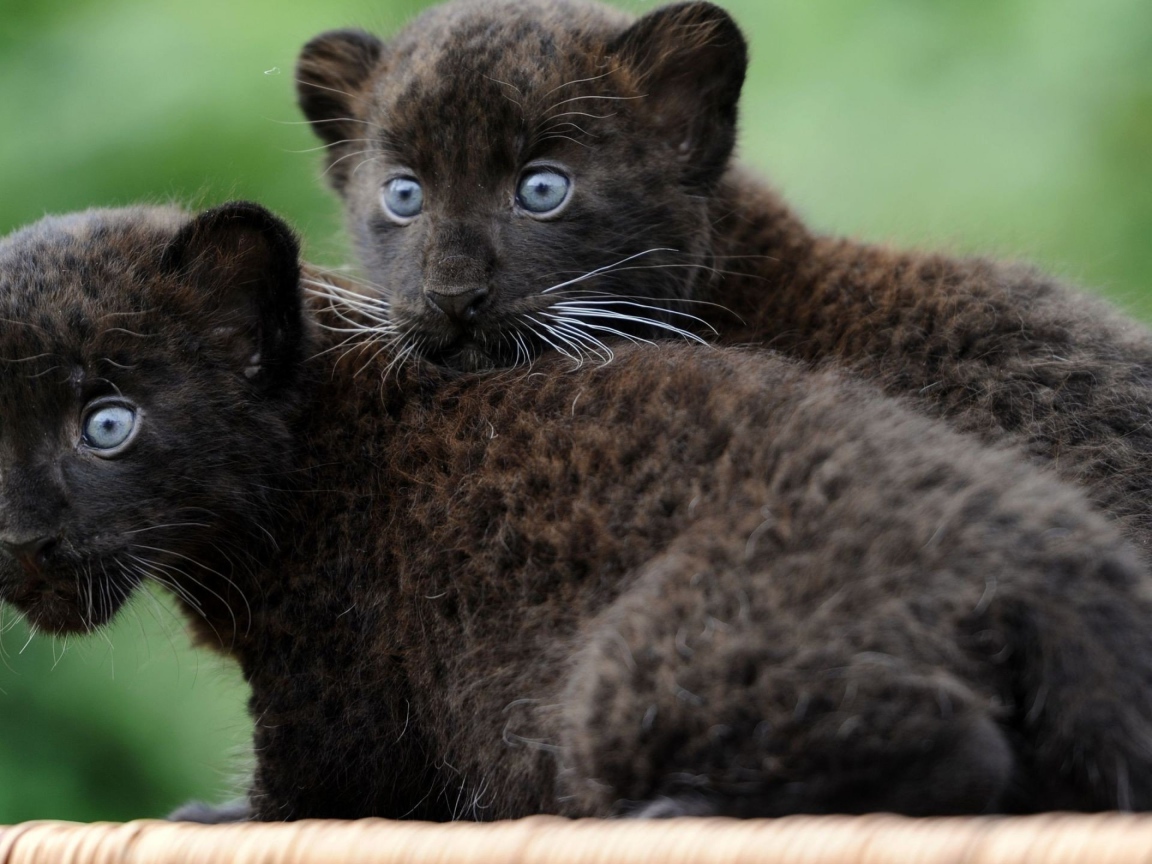Маленькие забавные черные пантеры 