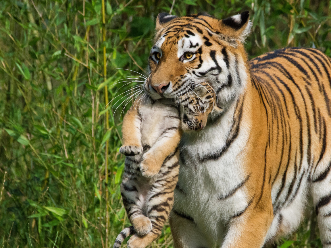 Мама тигрица несет детеныша в зубах