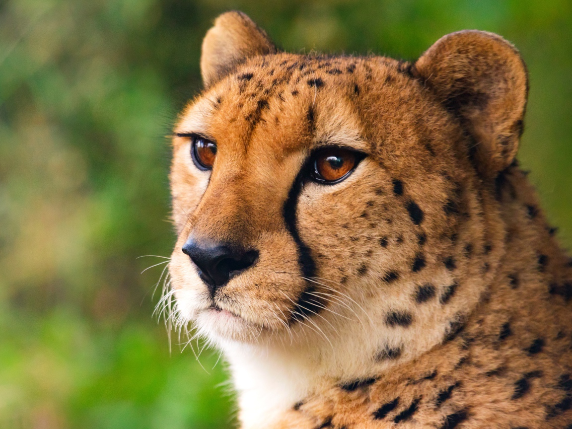 Морда хищного гепарда крупным планом