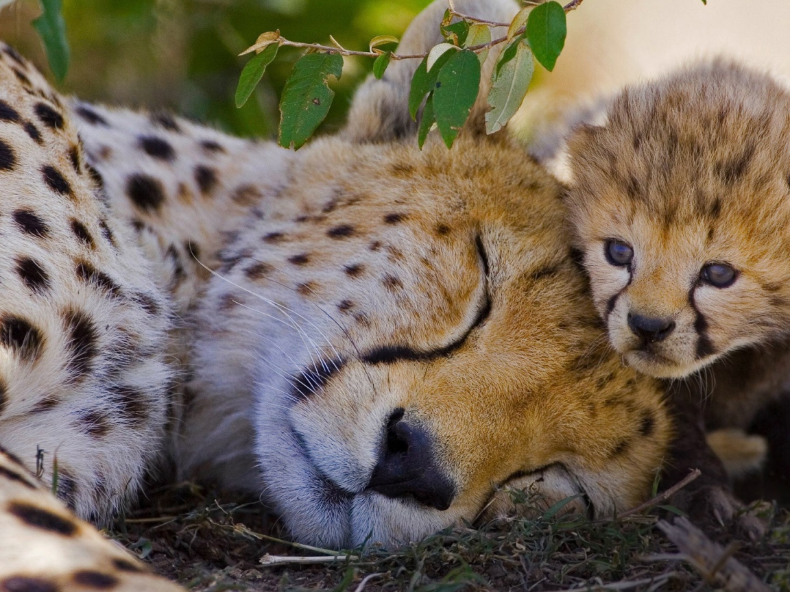 Спящий гепард с детенышем