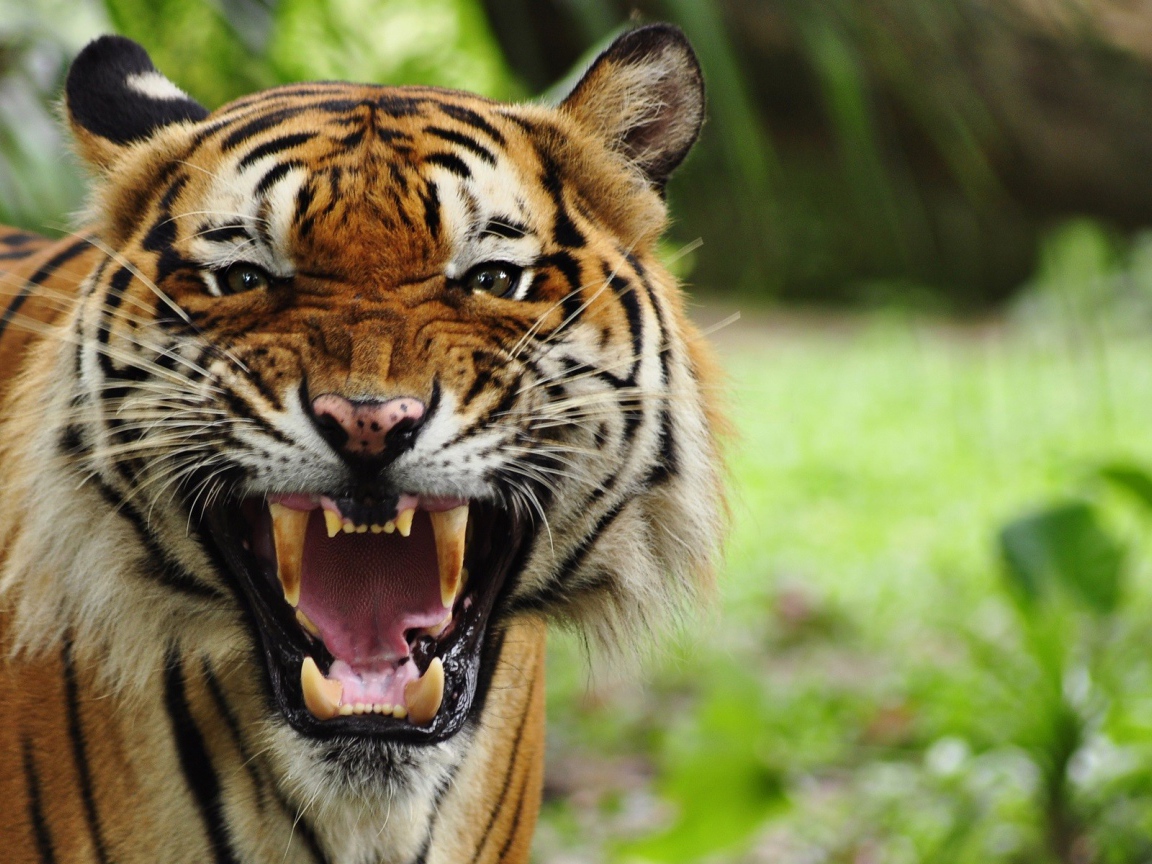 Грозный рычащий большой тигр 