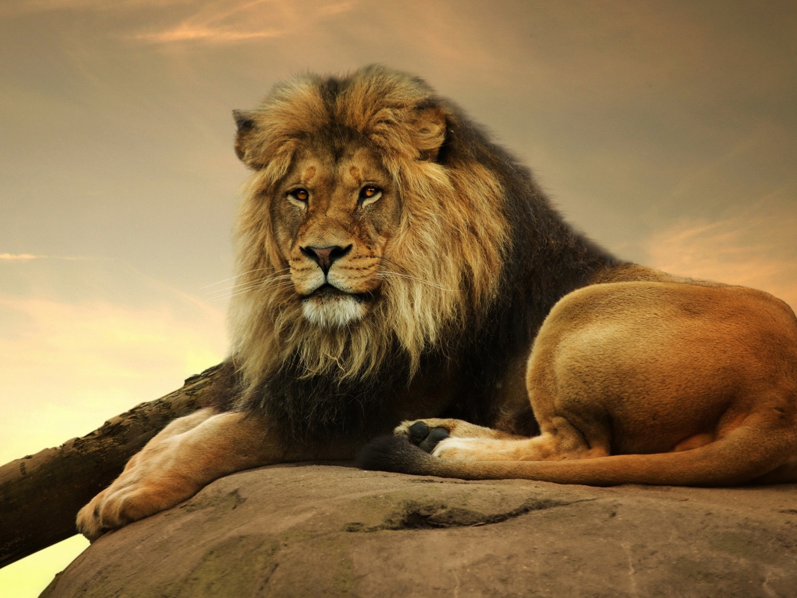 Большой лев лежит на камне на закате 