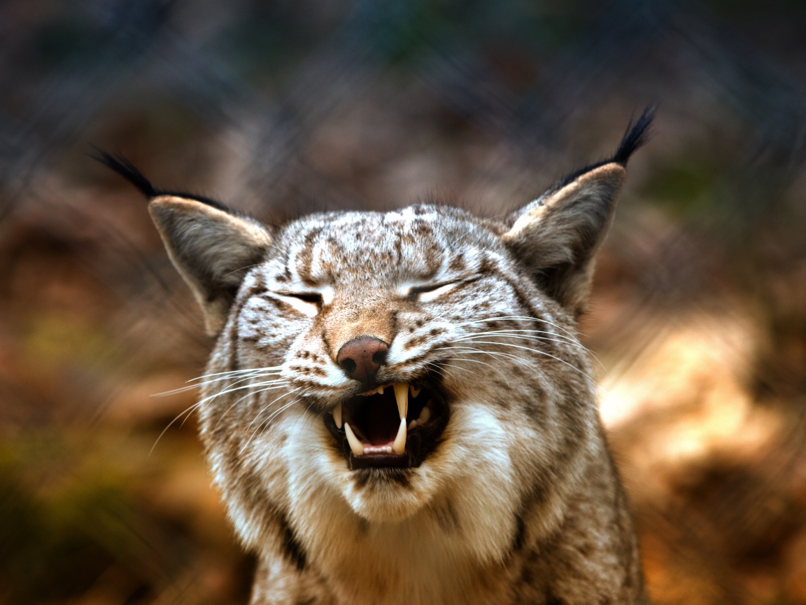 Оскал хищность рыси крупным планом