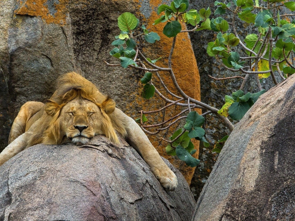 Лев спит на большом камне в зоопарке 