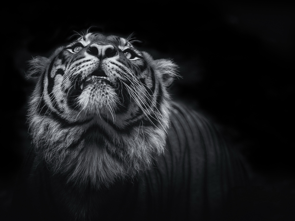Тигр смотрит вверх  черно - белое фото