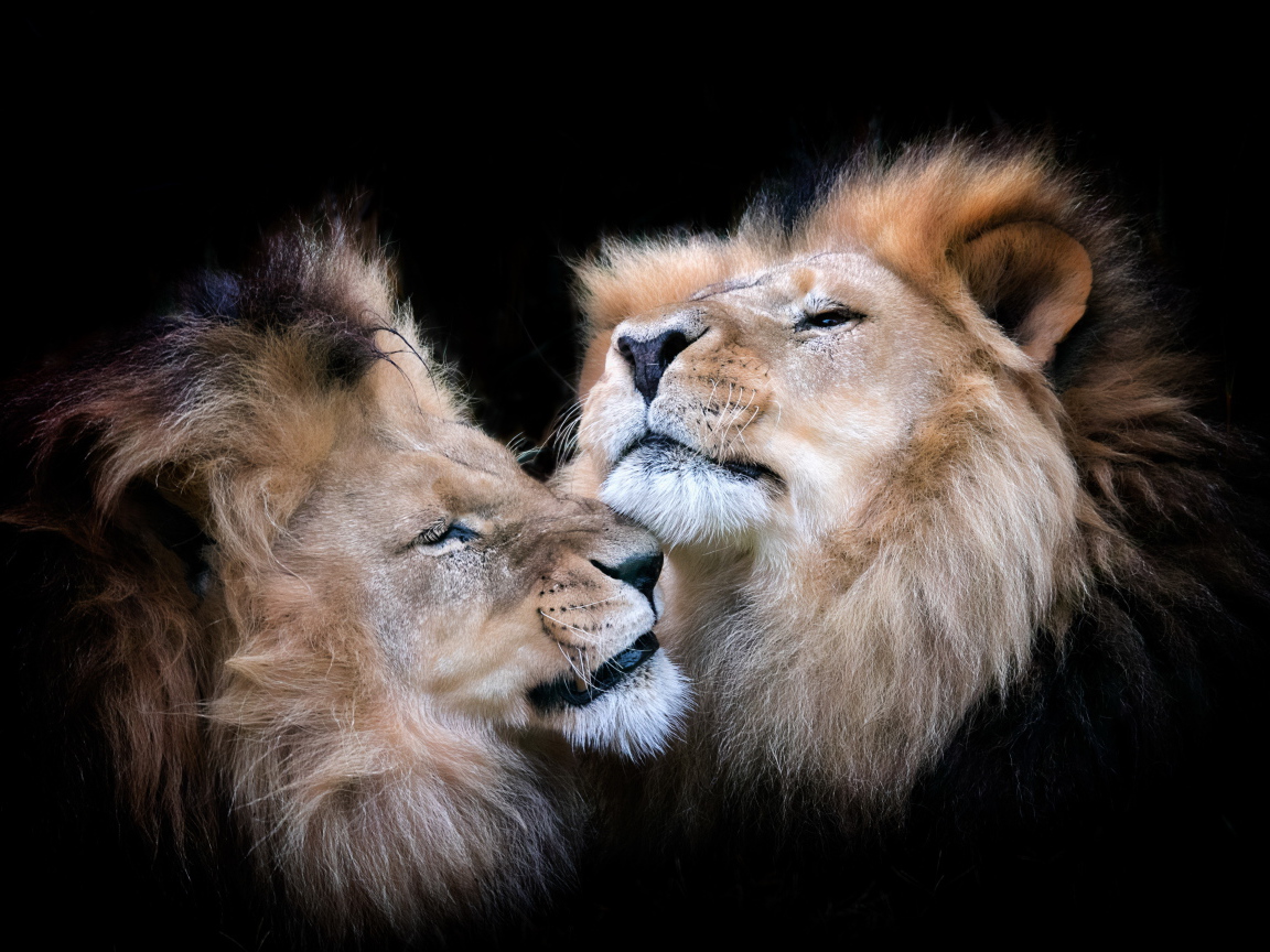 Две морды львов на черном фоне