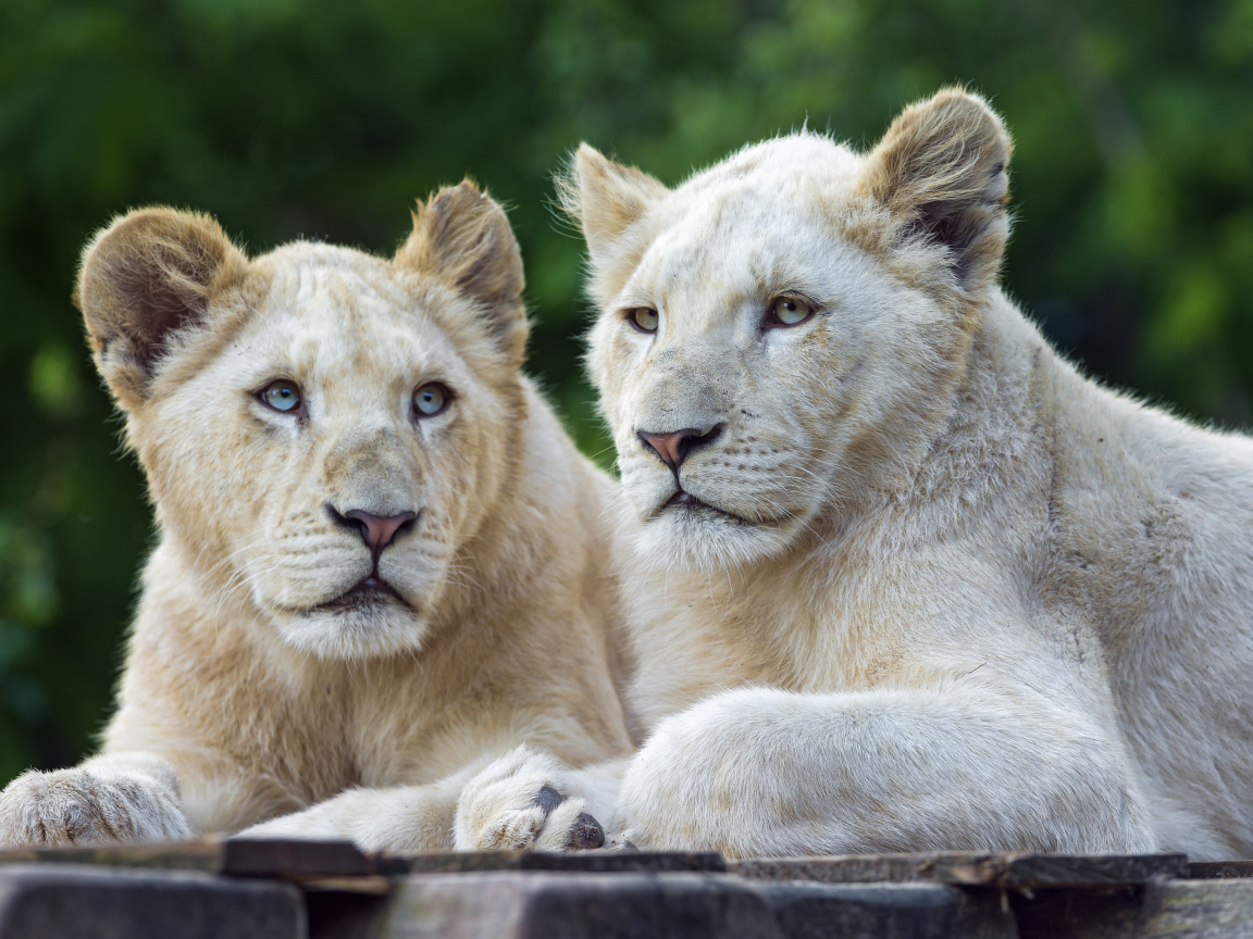 Две белых львицы с голубыми глазами 