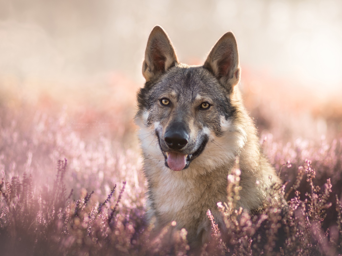 Серый волк с высунутым языком в цветах лаванды