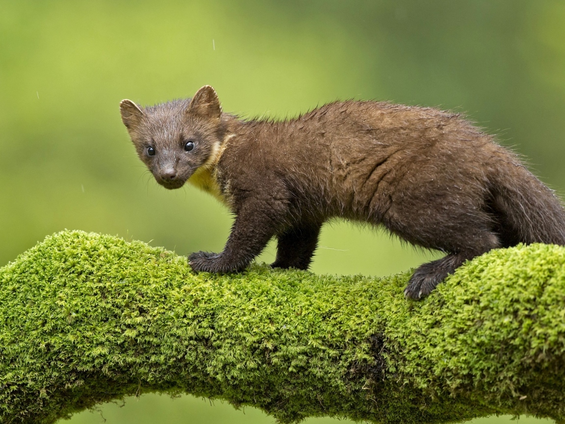 Куница стоит на покрытой мхом ветке дерева 