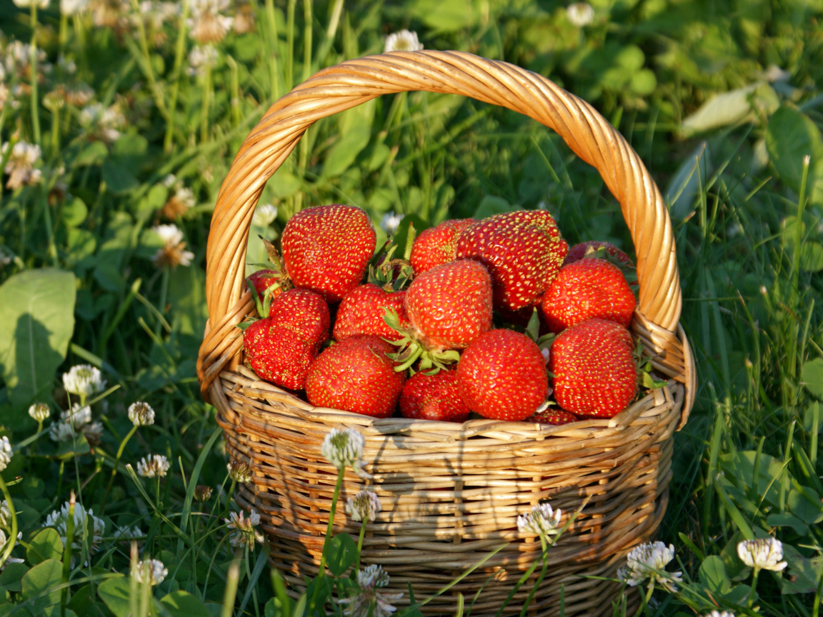 Корзина свежей клубники стоит на траве