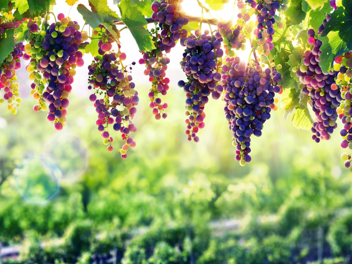 Синий виноград  спеет на солнце